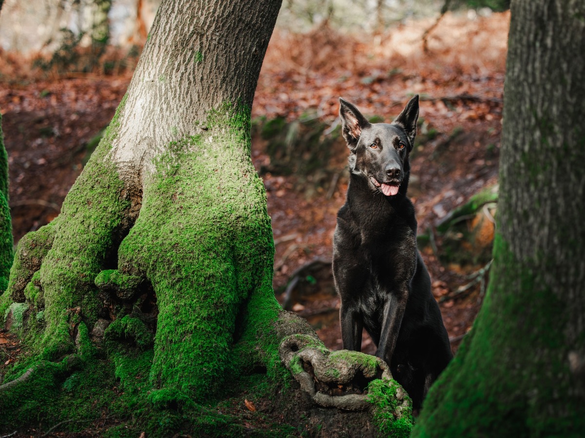 AUSTRALSKÁ KELPIE