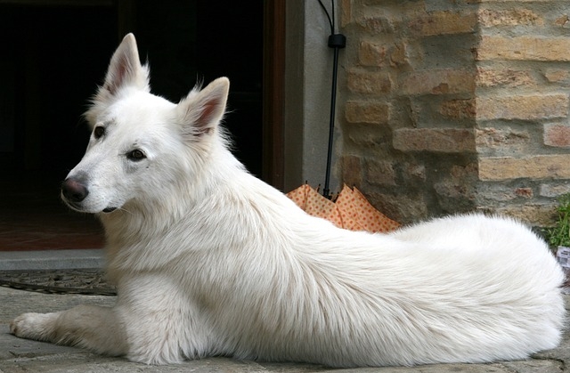 BÍLÝ ŠVÝCARSKÝ OVČÁK