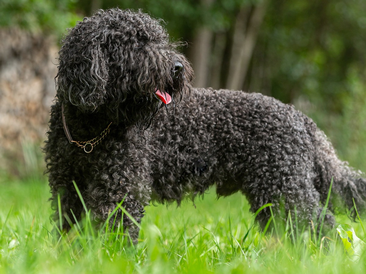BARBET