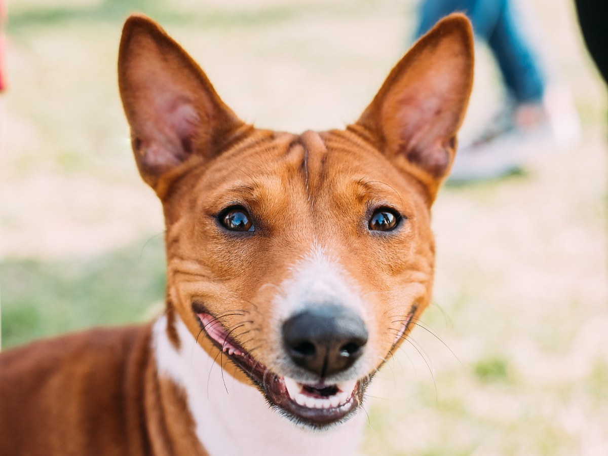 BASENJI