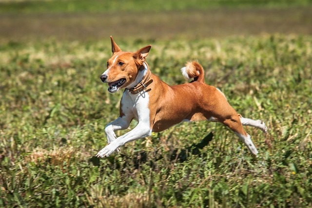 BASENJI