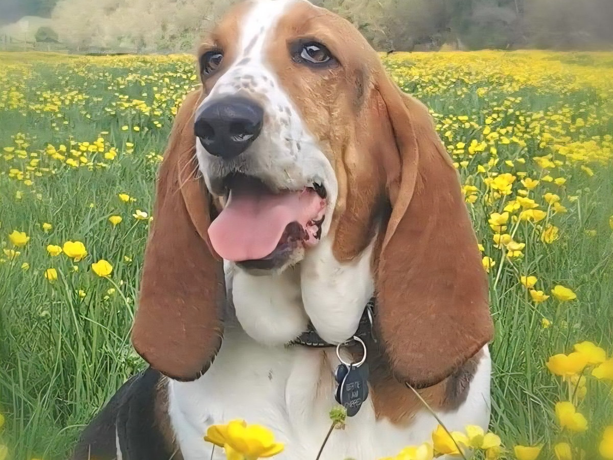BASSET HOUND