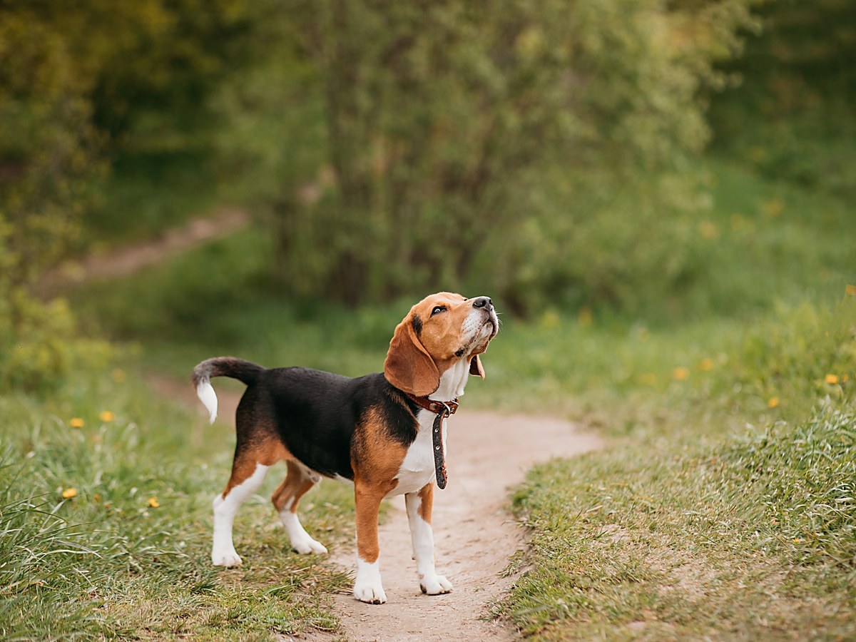 BEAGLE