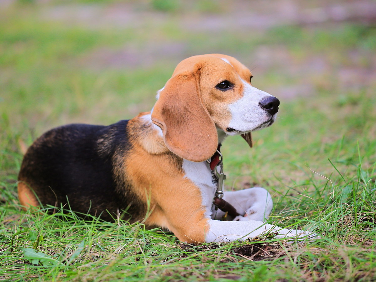 BEAGLE HARRIER