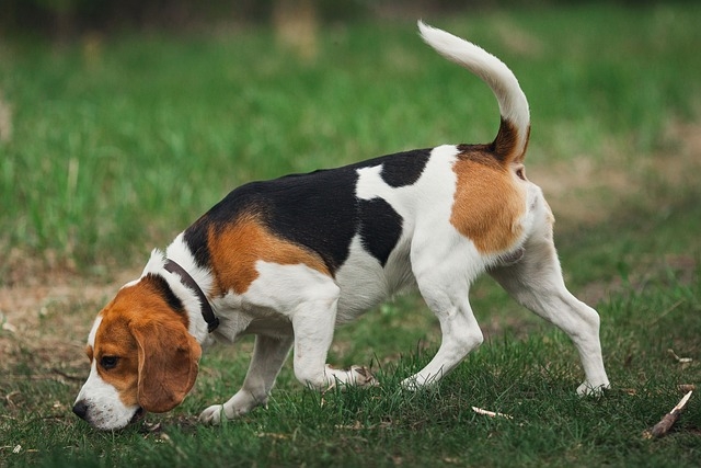 BEAGLE