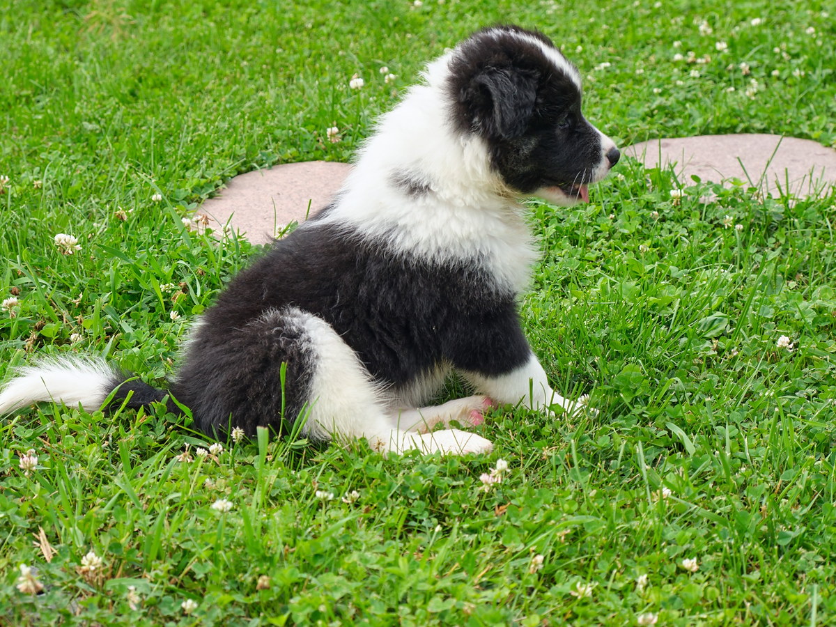 BEARDED COLLIE