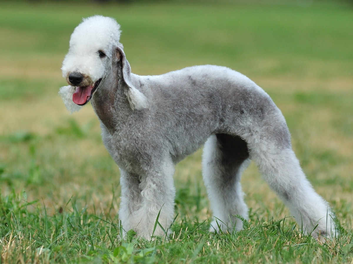 BEDLINGTON TERIER