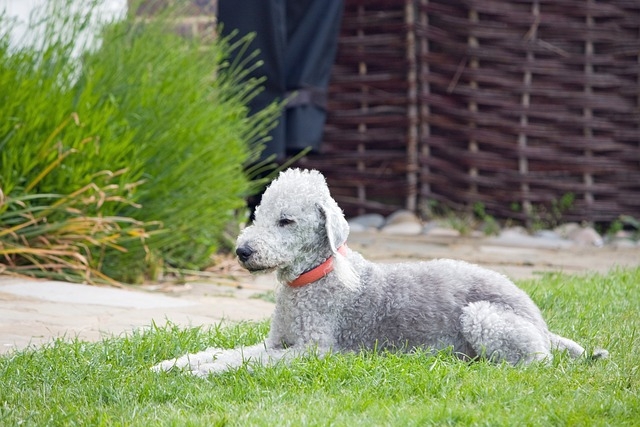BEDLINGTON TERIER