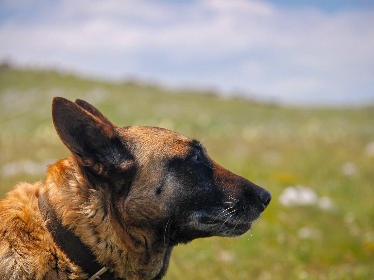BELGICKÝ OVČIAK – MALINOIS