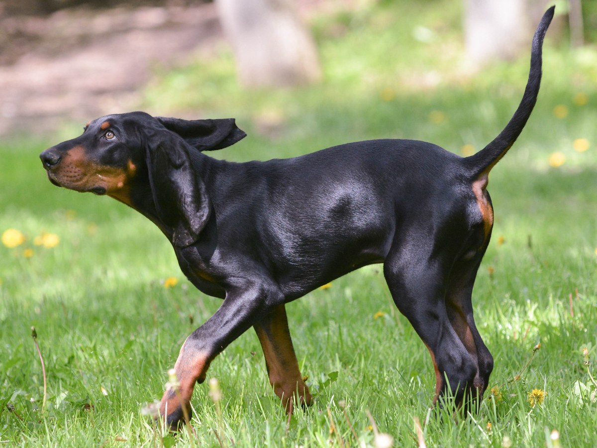 BLACK AND TAN COONHOUND