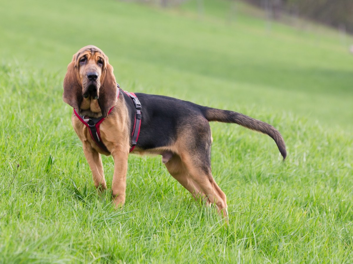 BLOODHOUND