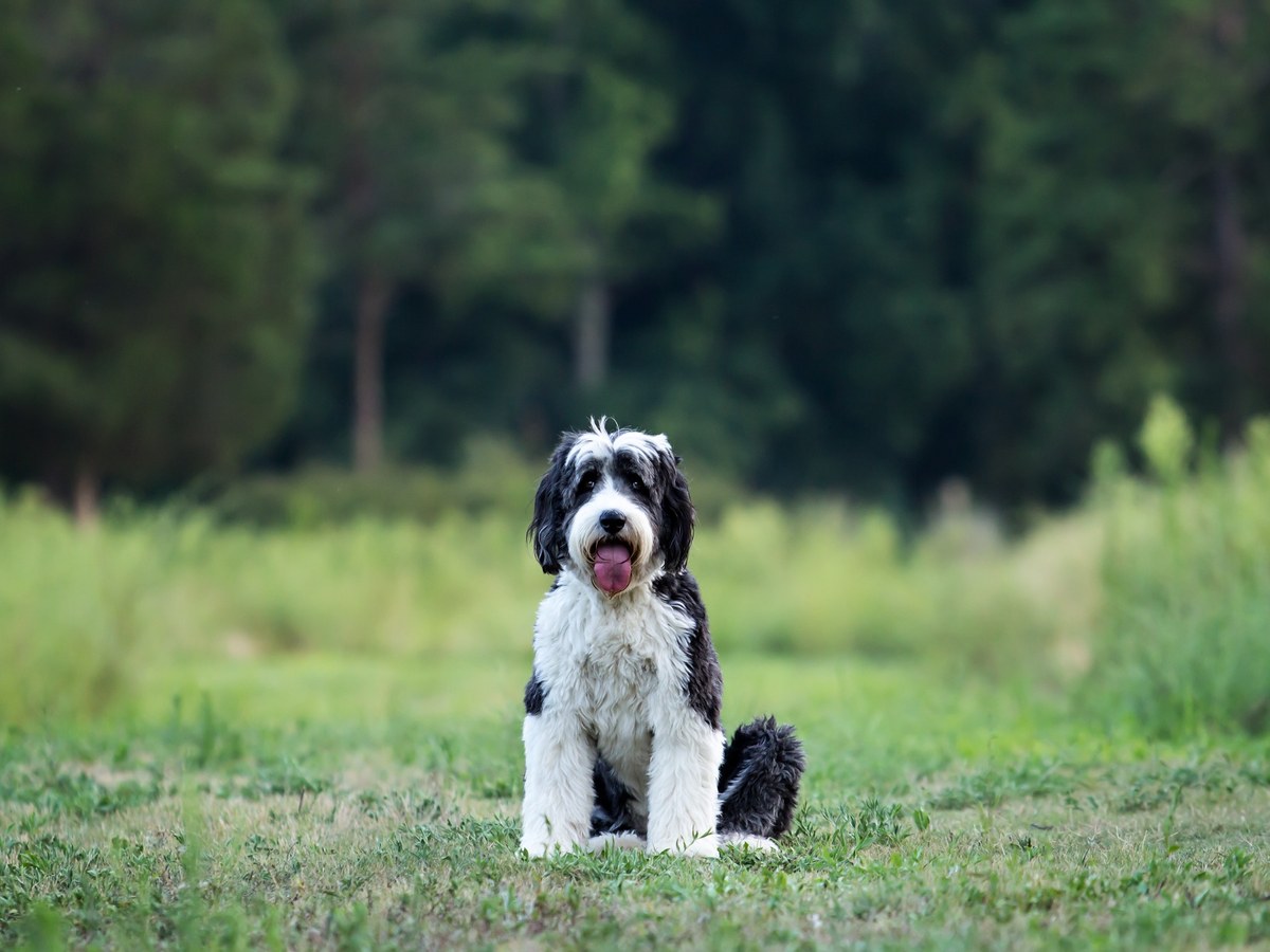 BOBTAIL