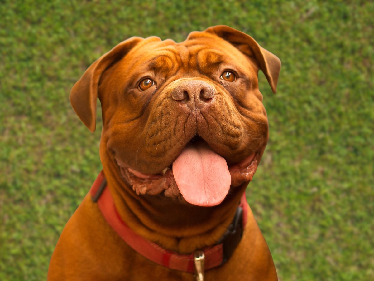 BORDEAUX DOGA