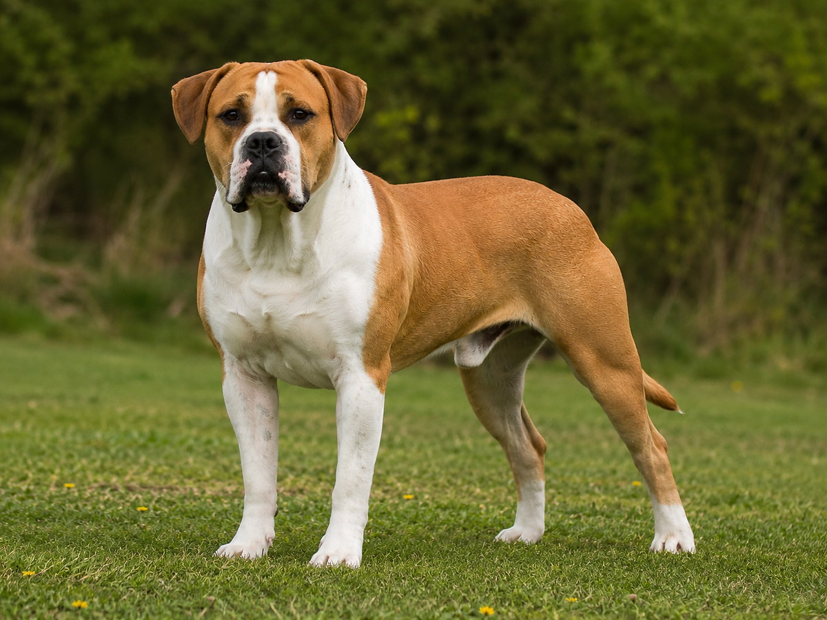 BRAZÍLSKY BULDOG