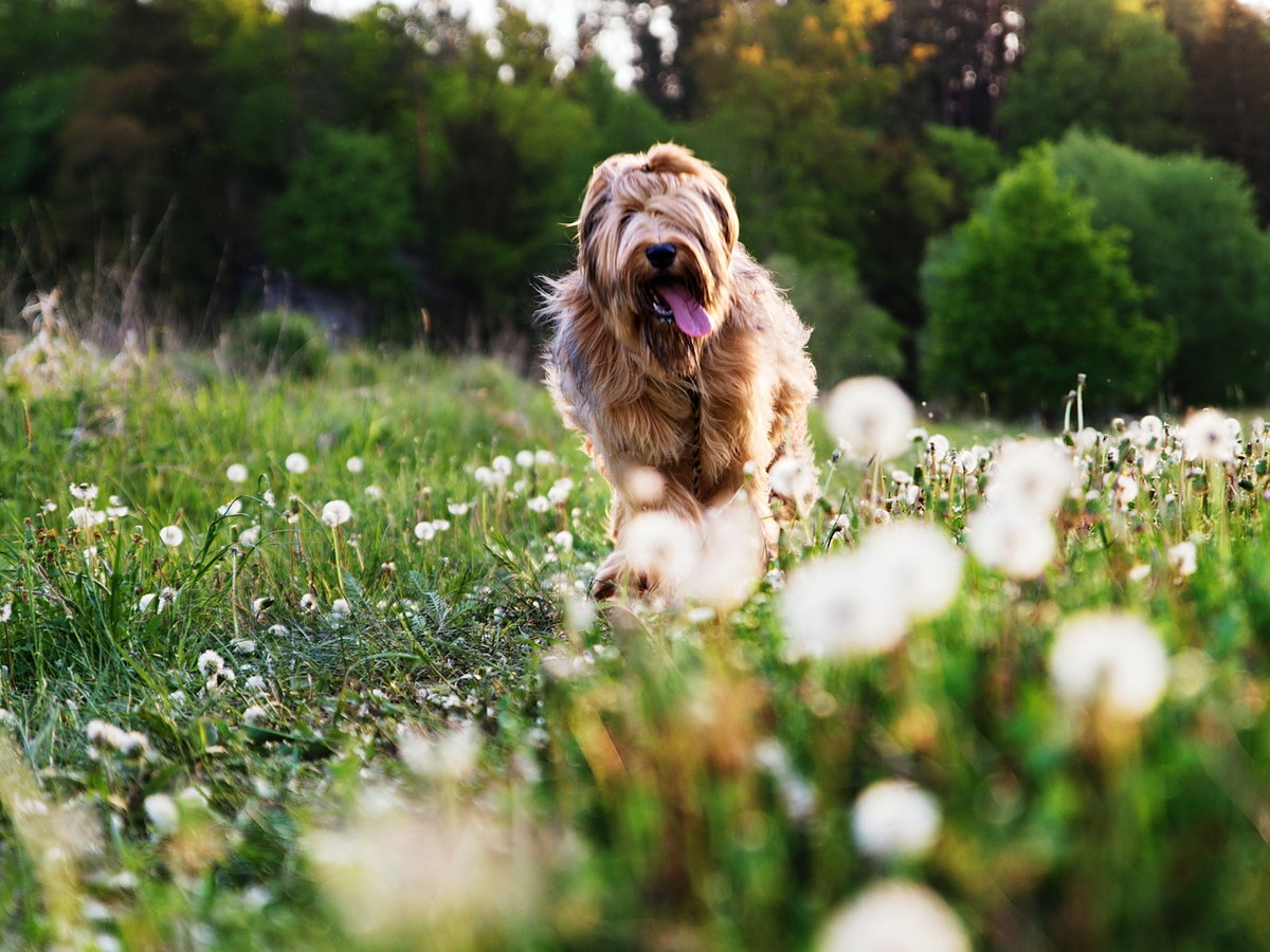 BRIARD
