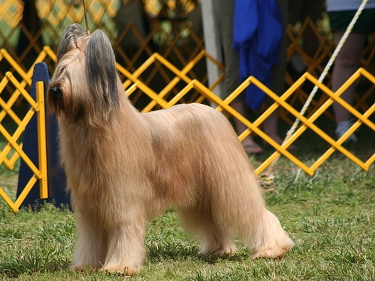 BRIARD