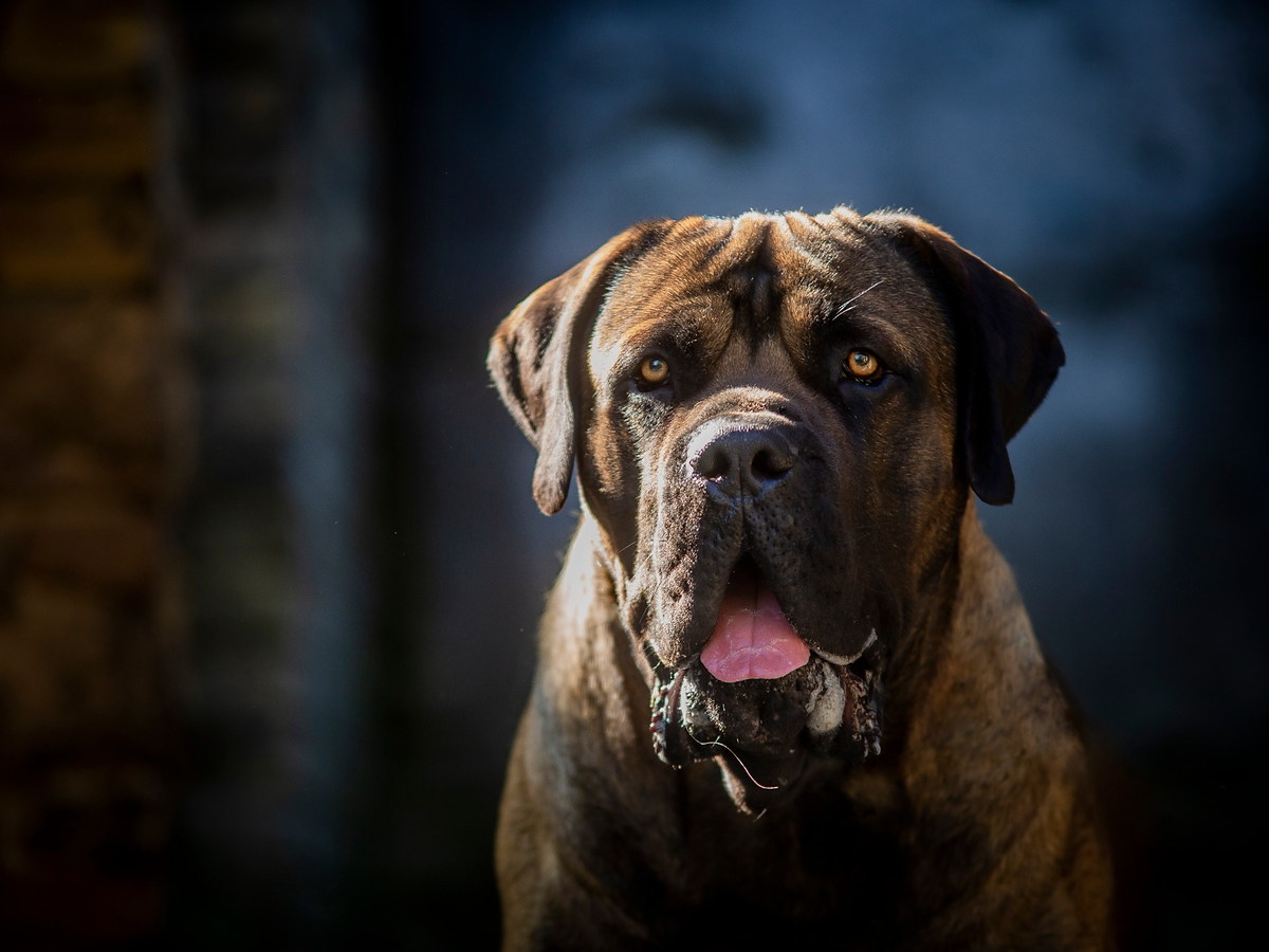 BÚRSKÝ BULDOK (Boerboel)
