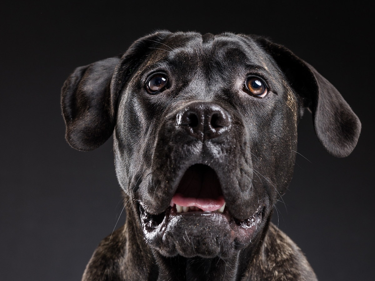 CANE CORSO