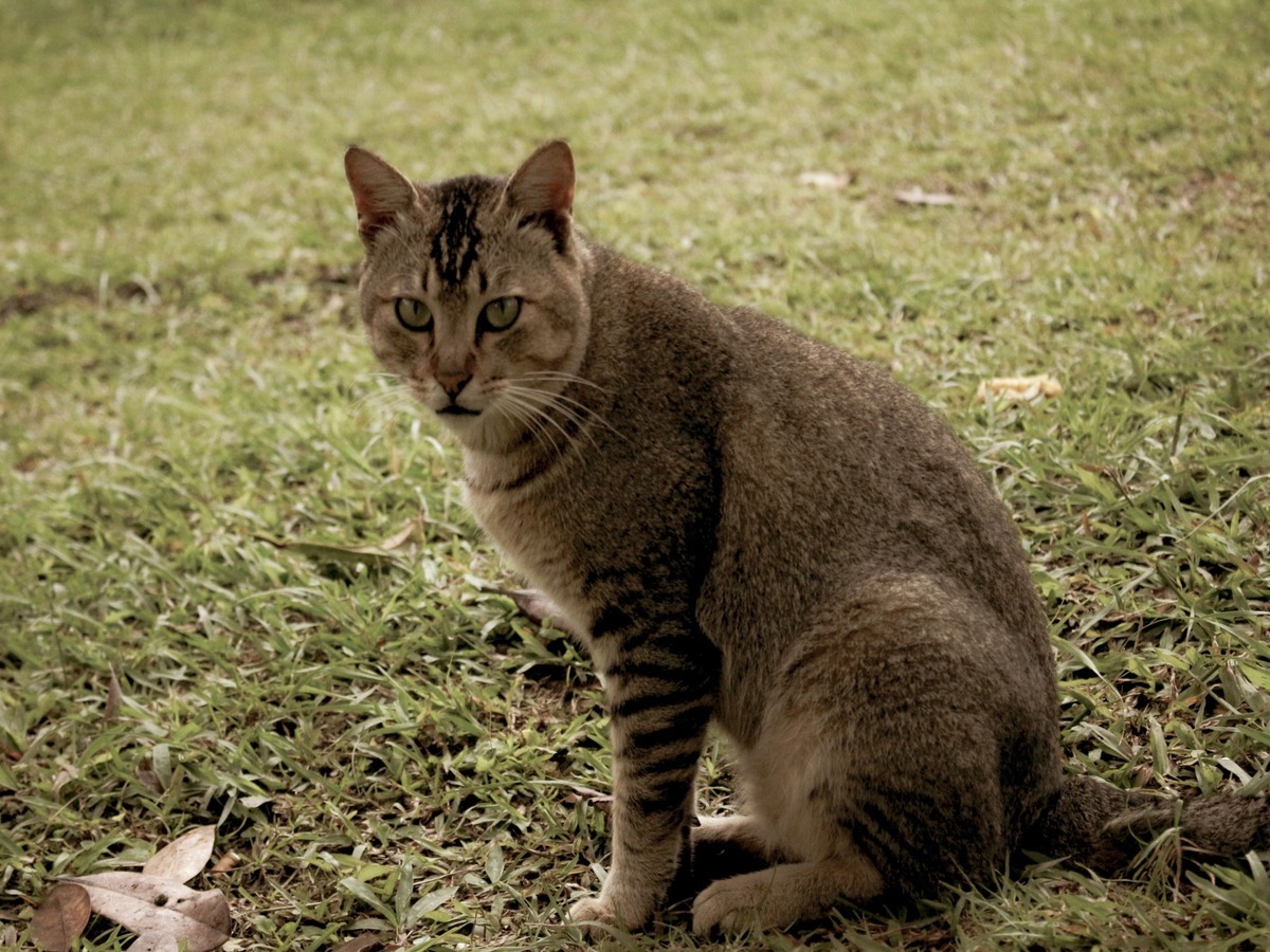 CHAUSIE