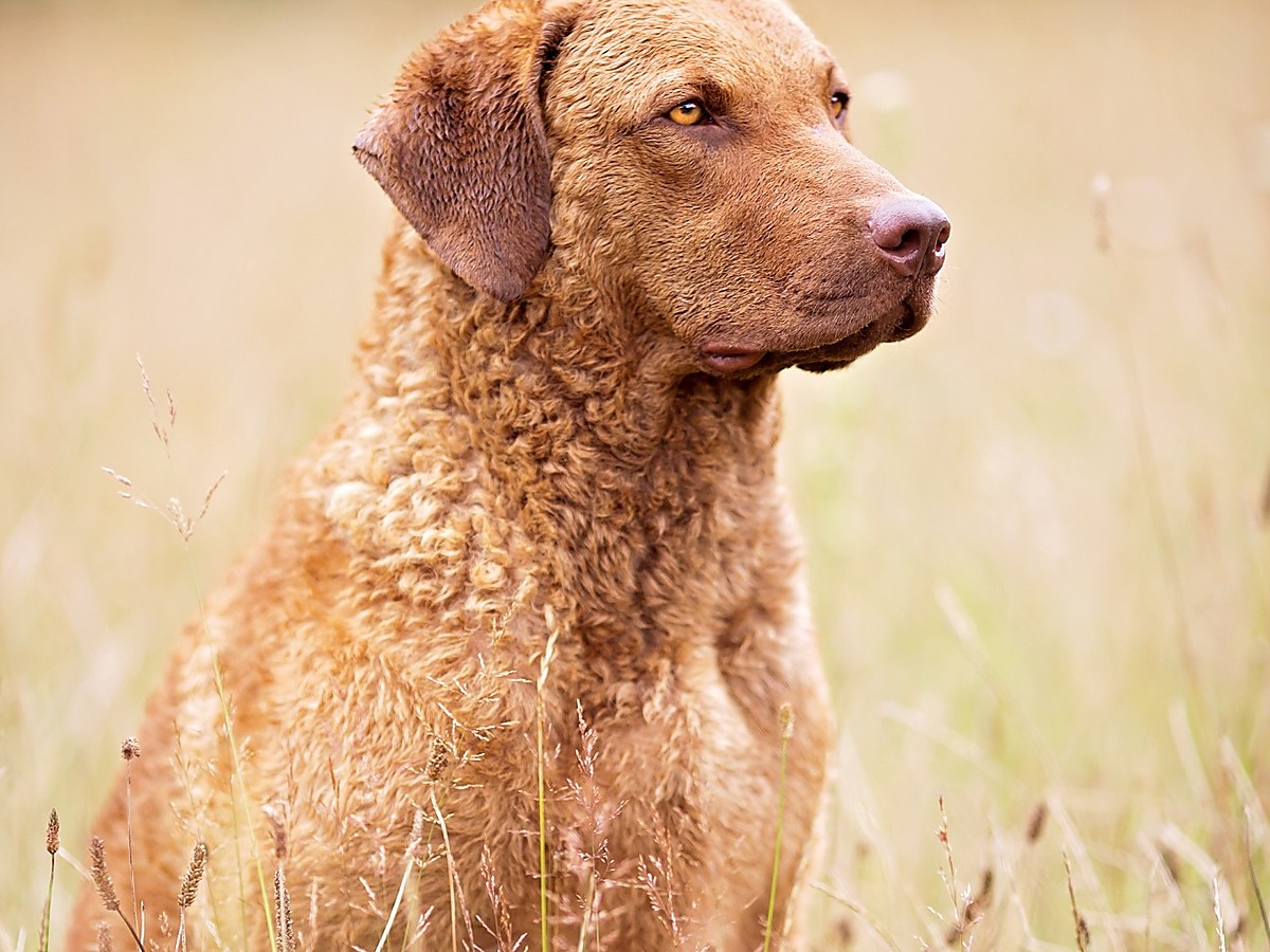 CHESAPEAKE BAY RETRIEVER
