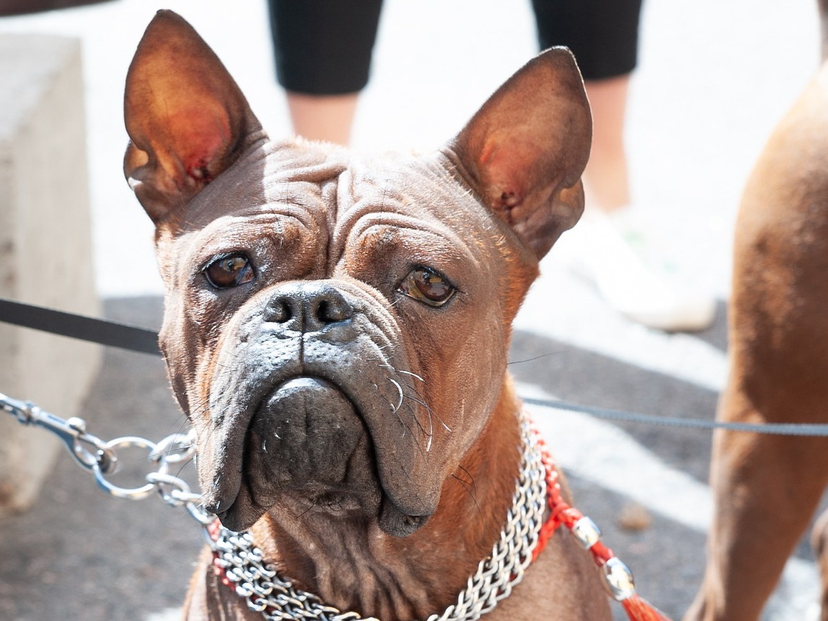CHINESE CHONGQING DOG