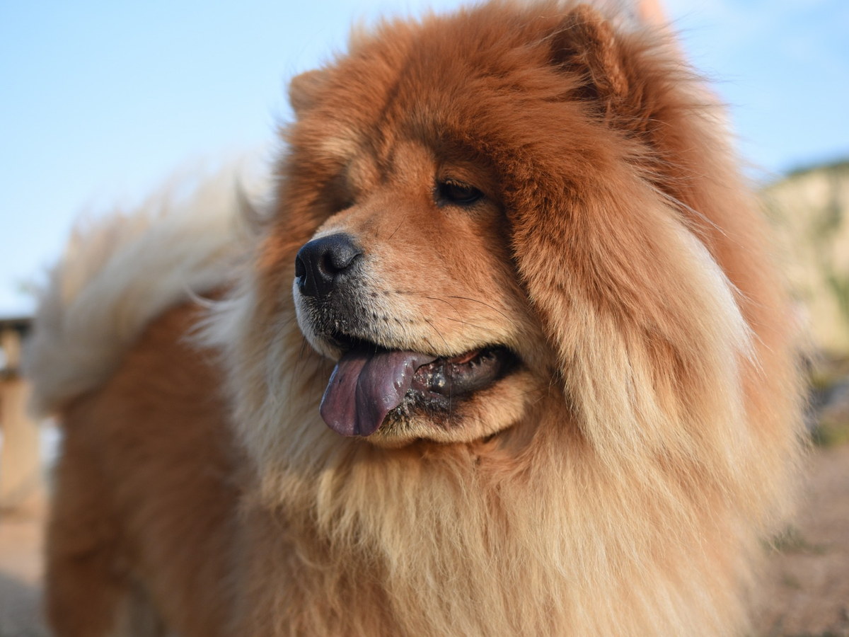 CHOW CHOW (Čau-čau)