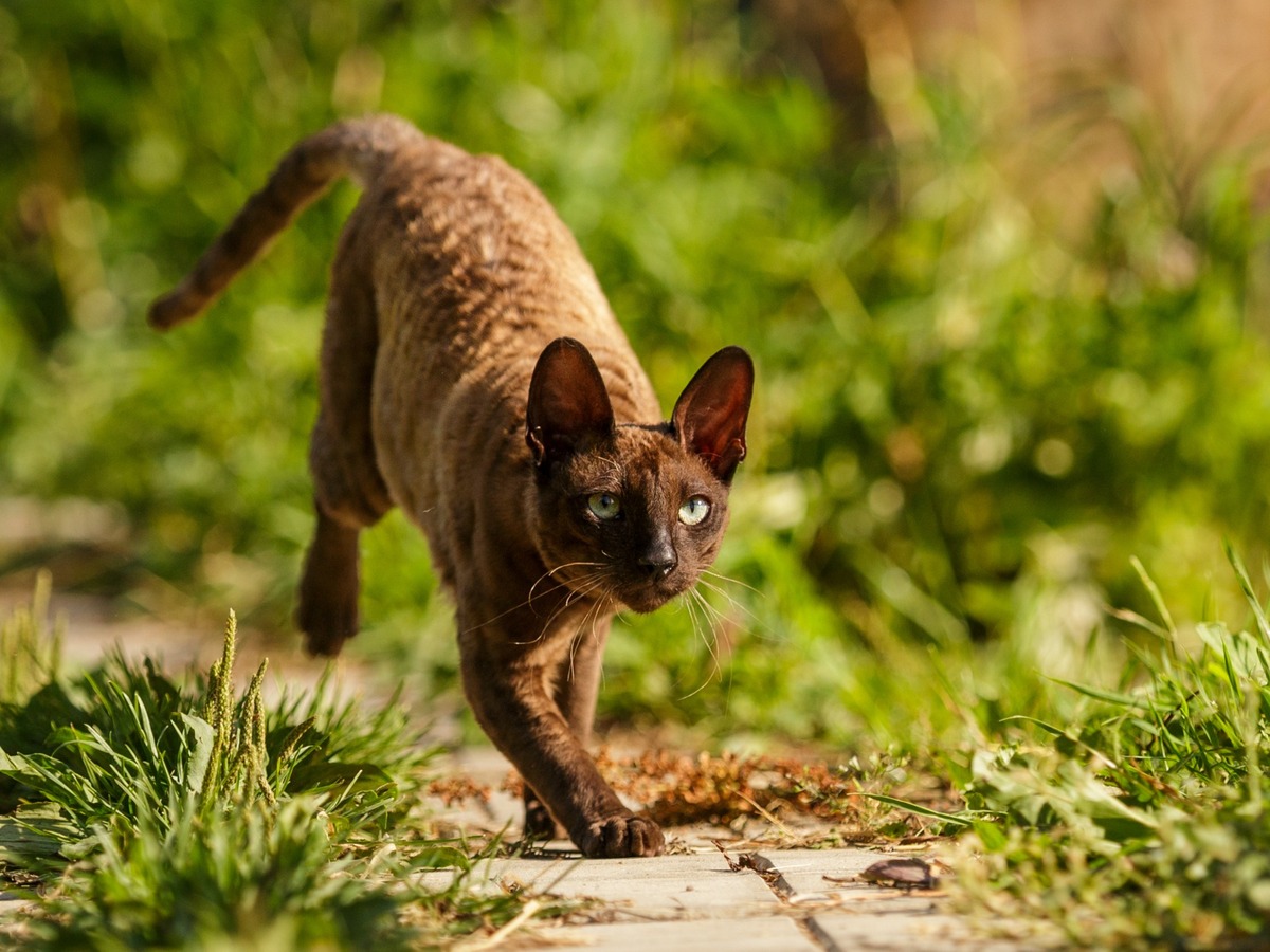 CORNISH REX