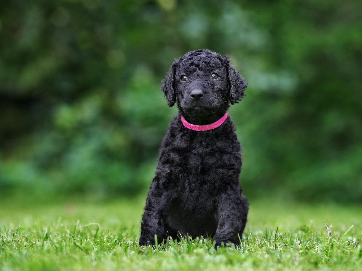 CURLY COATED RETRIEVER