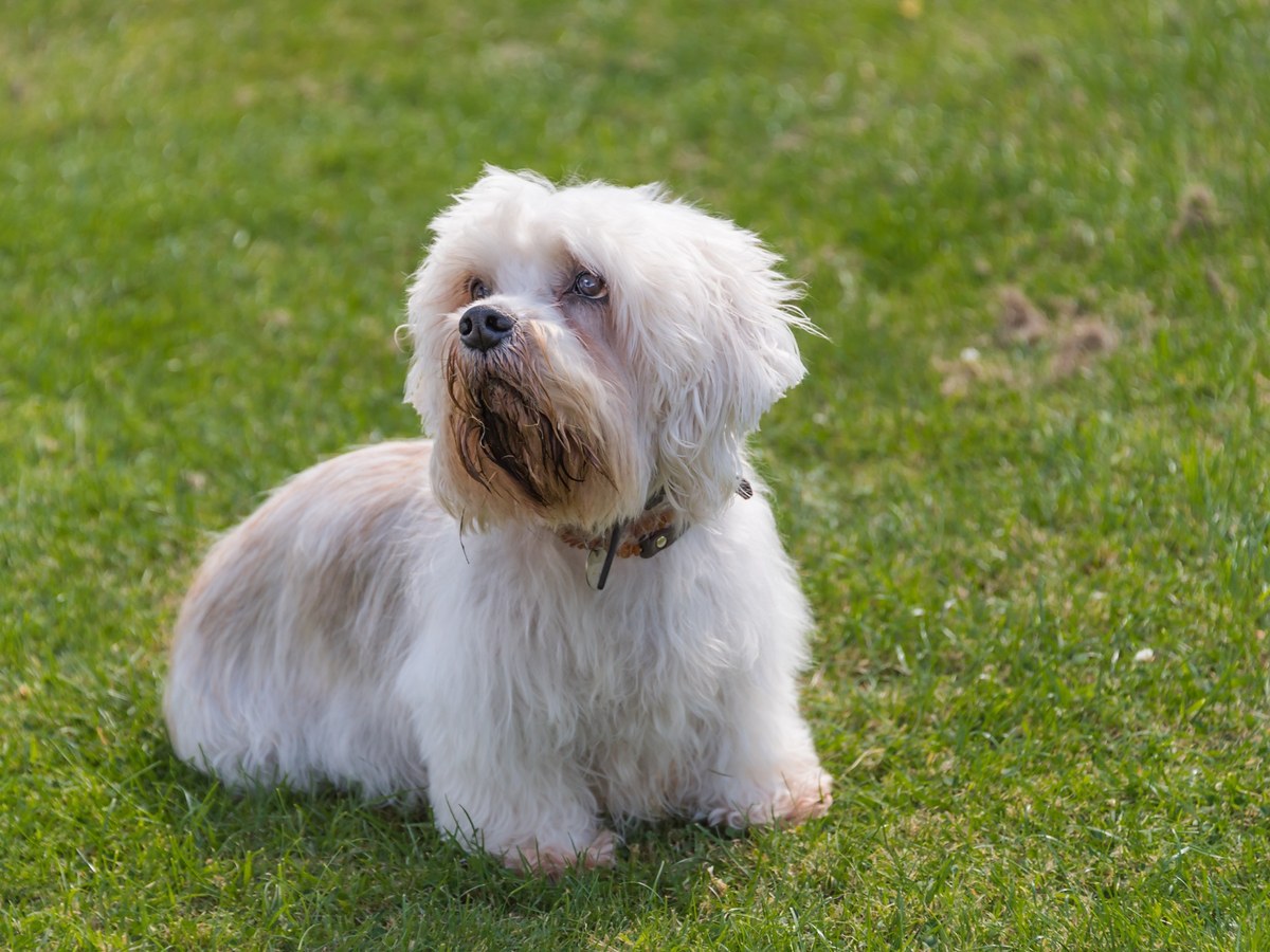 DANDIE DINMONT TERIER