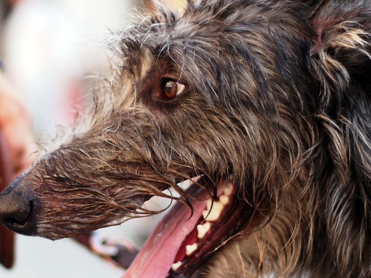DEERHOUND