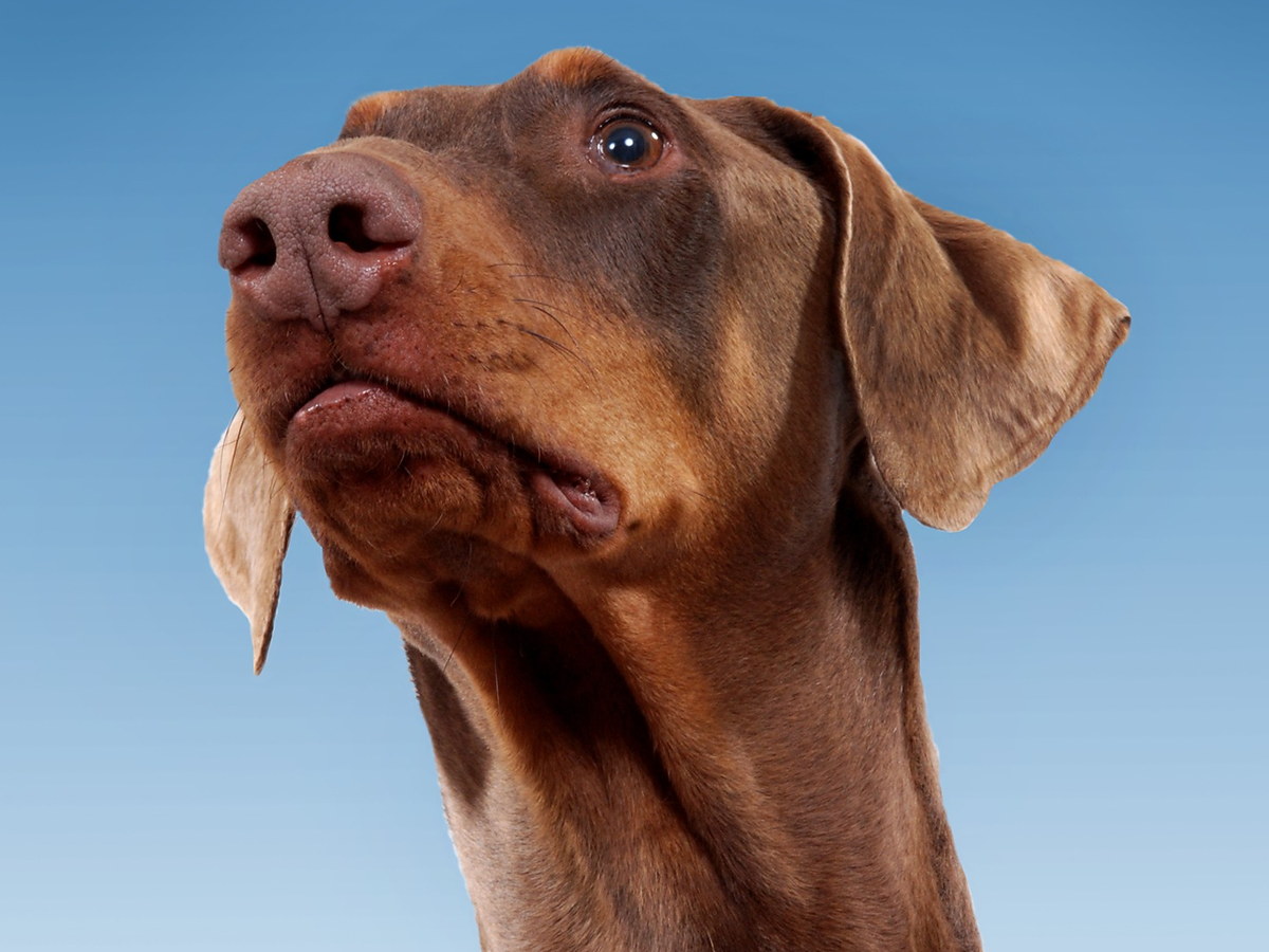 DOBERMAN