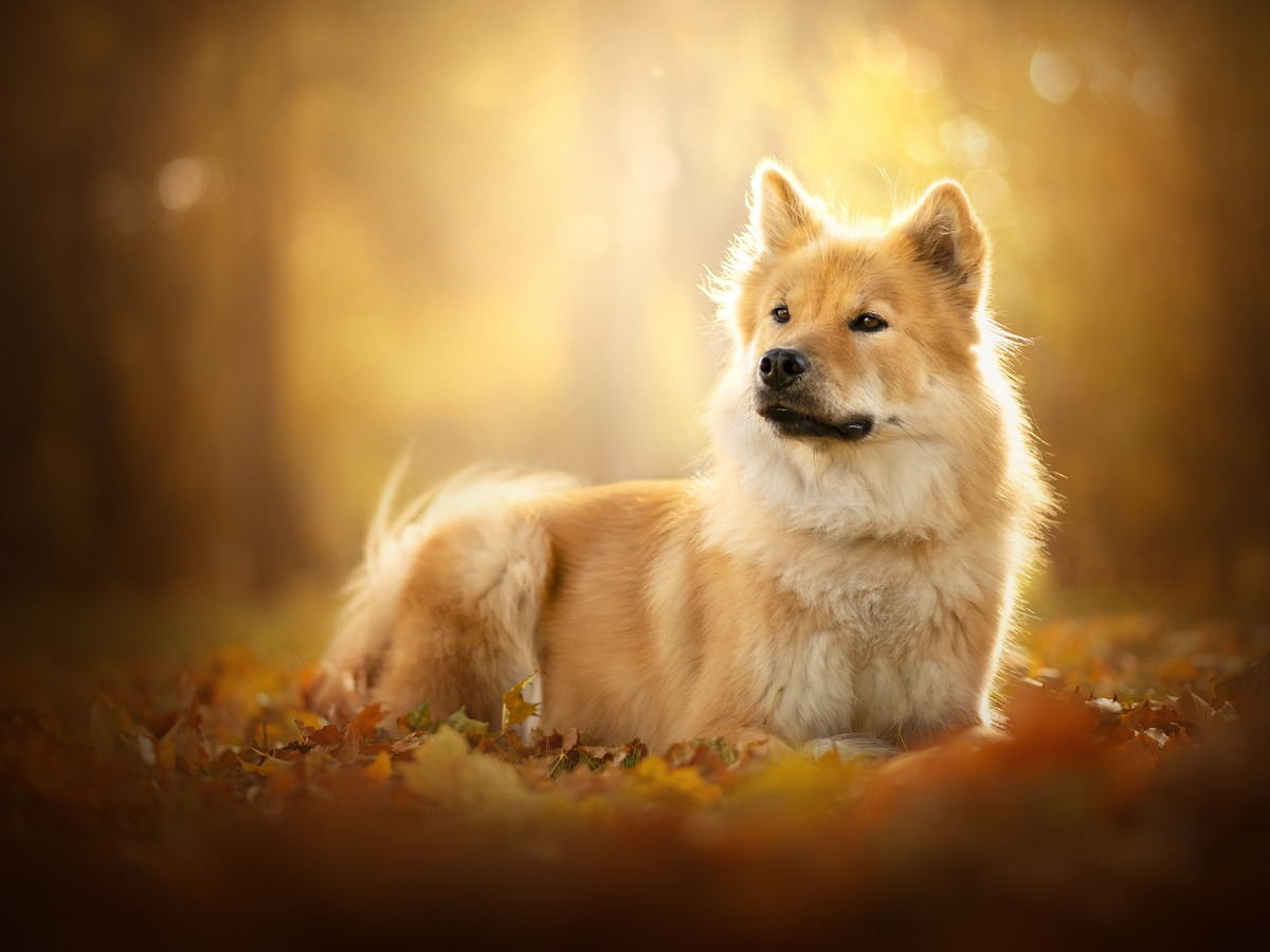 EURASIER