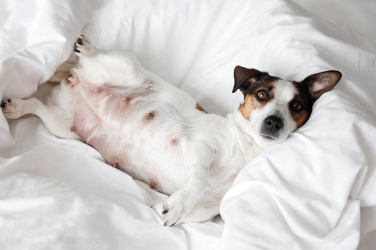 Fena před porodem: jak poznat blížící se porod a co připravit