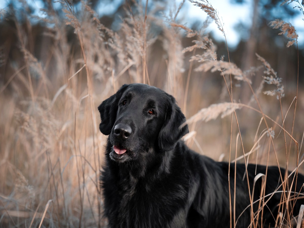 FLAT COATED RETRIEVER