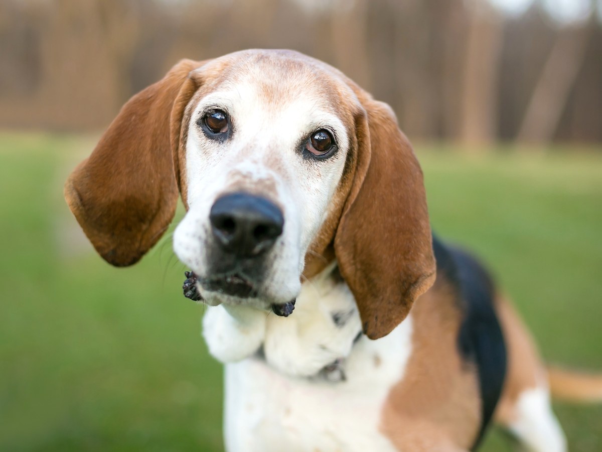FOXHOUND