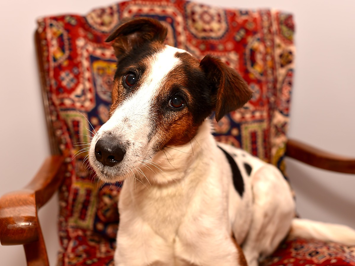FOXTERIER HLADKOSRSTÝ
