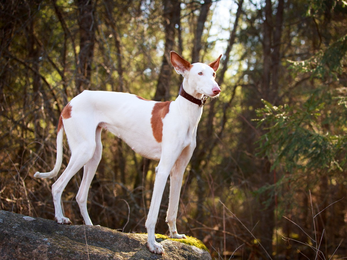 IBIZSKÝ PODENCO
