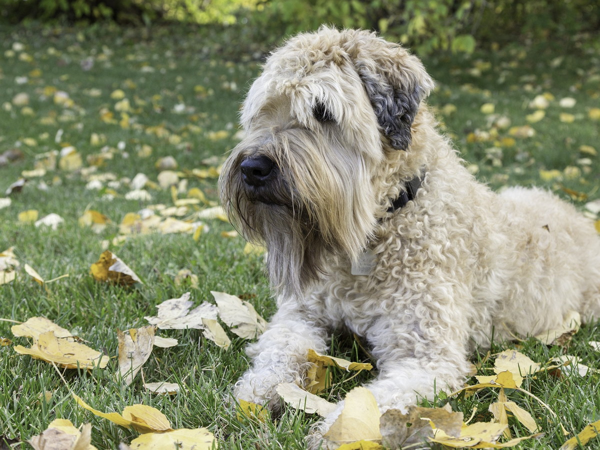 IRISH SOFT COATED WHEATEN TERIER