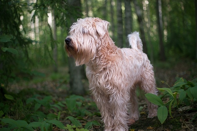 IRISH SOFT COATED WHEATEN TERIER