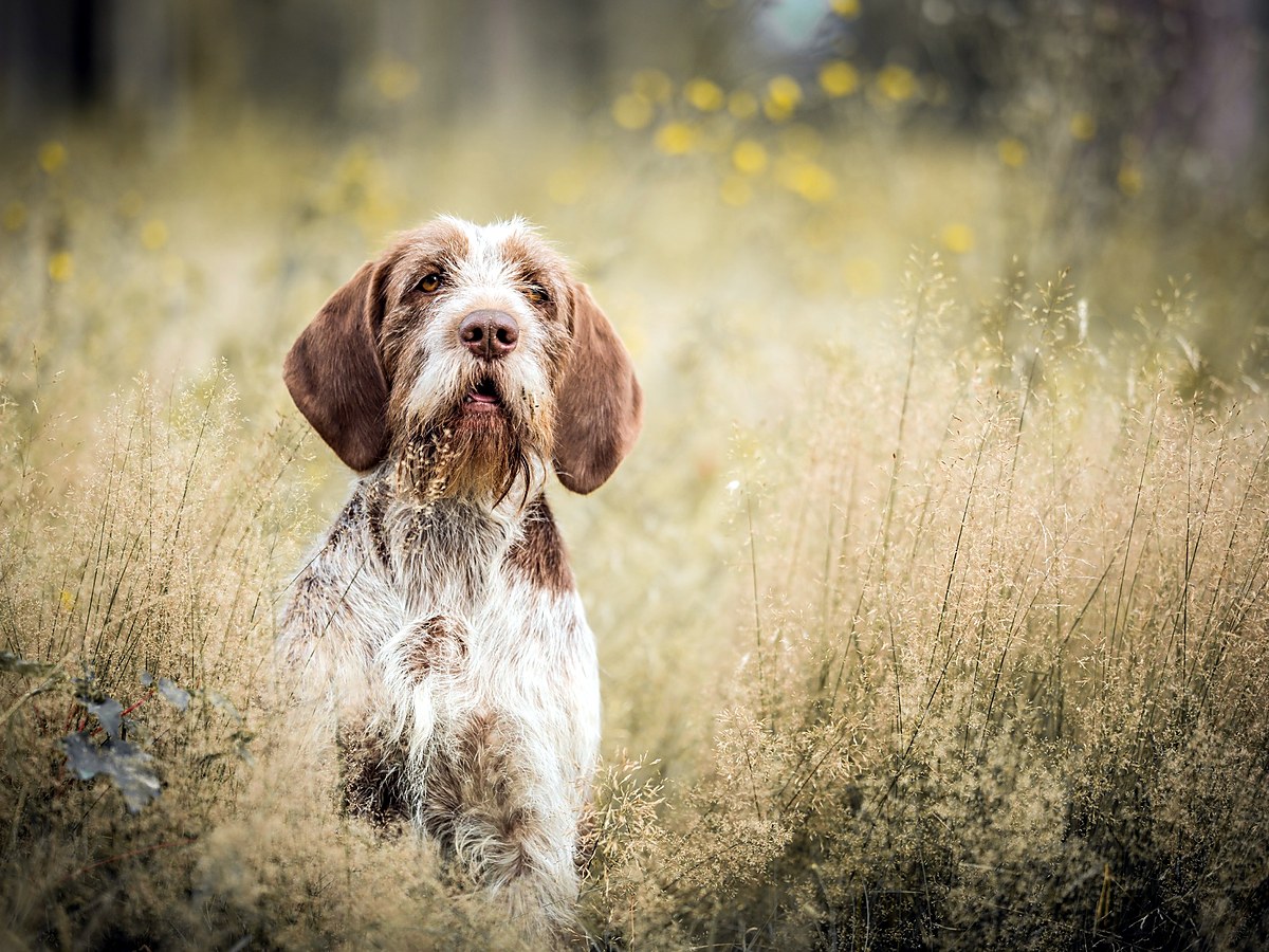TALIANSKY SPINONE