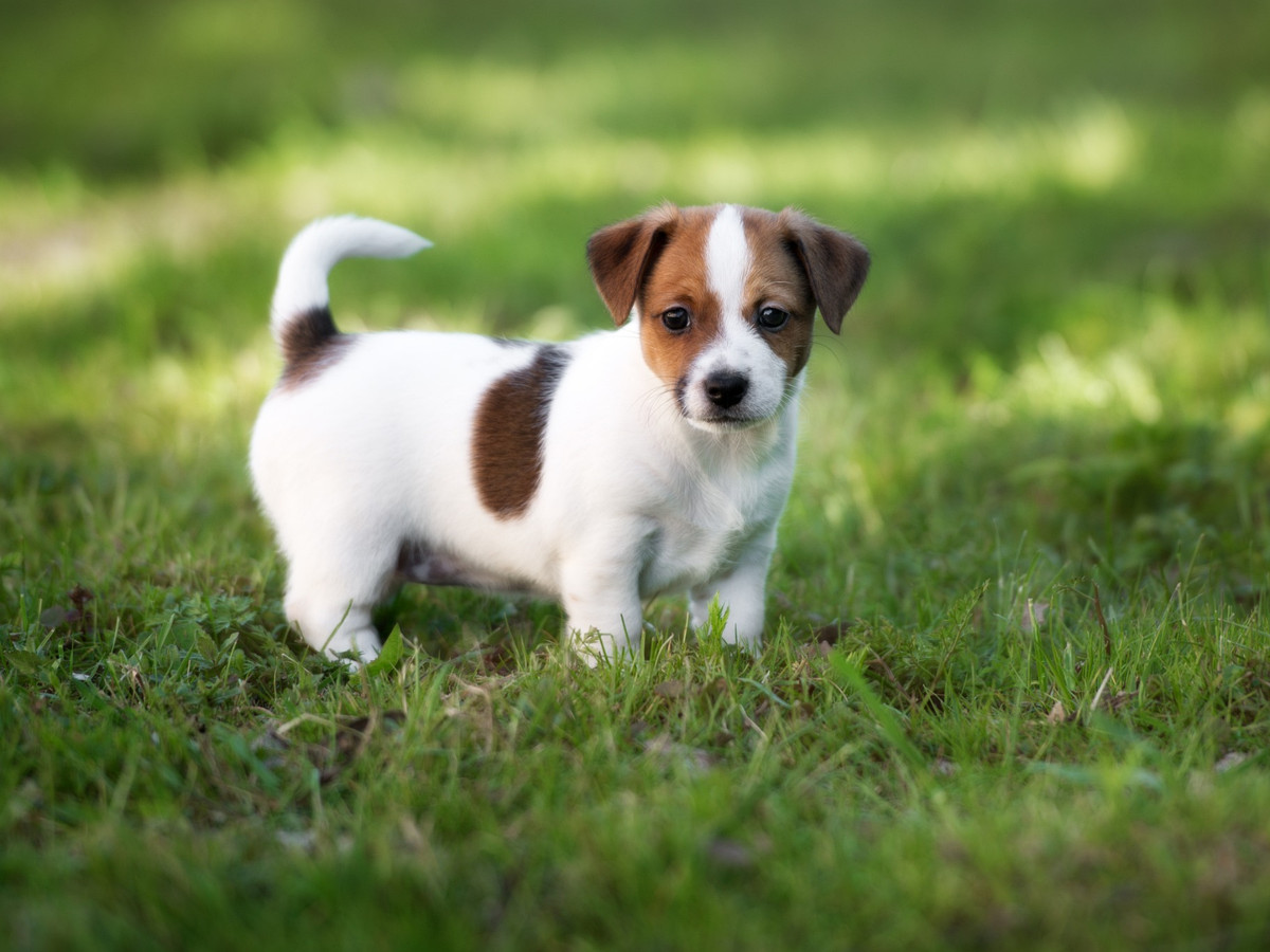 JACK RUSSELL TERIÉR