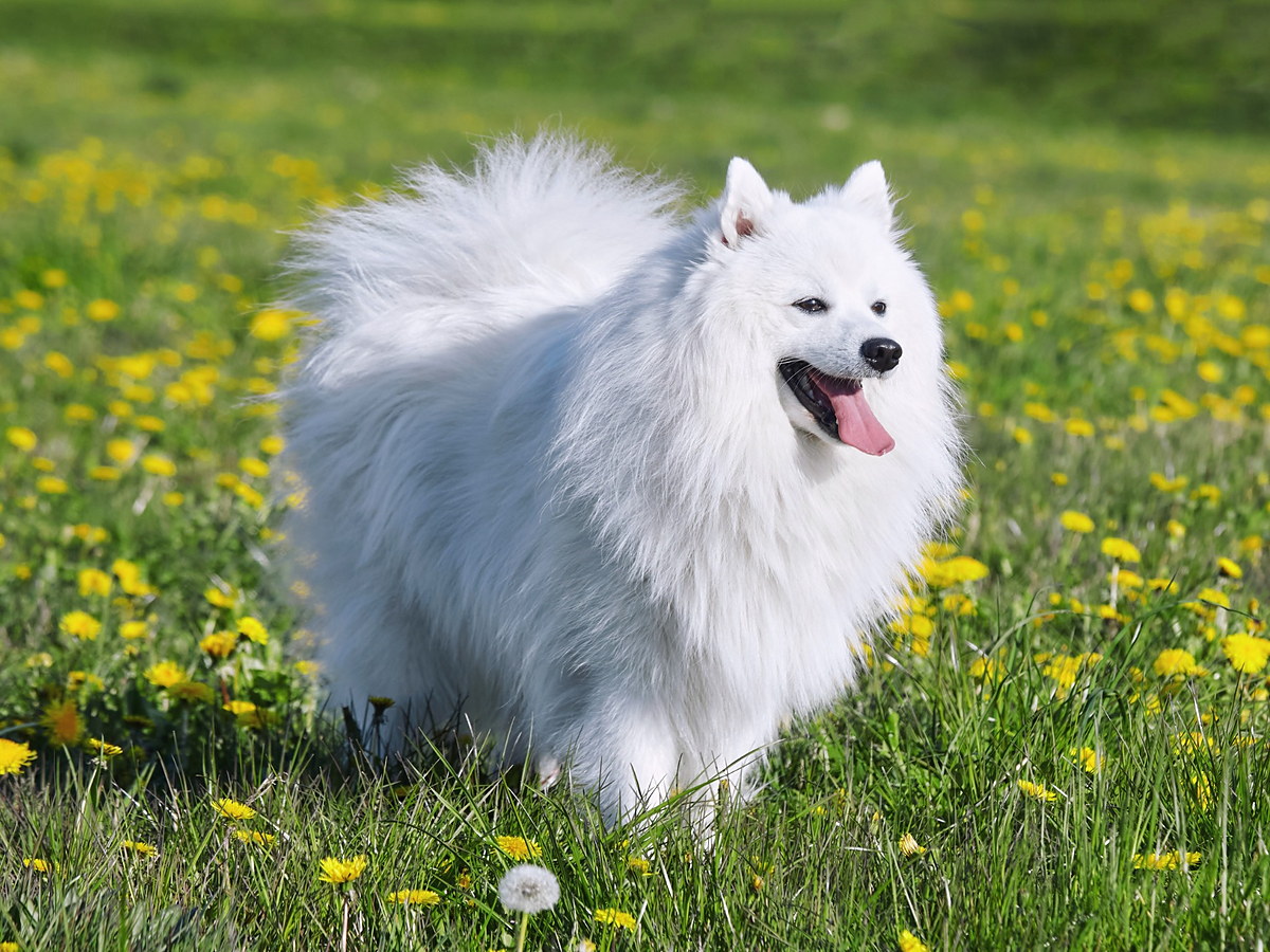JAPONSKÝ ŠPIC