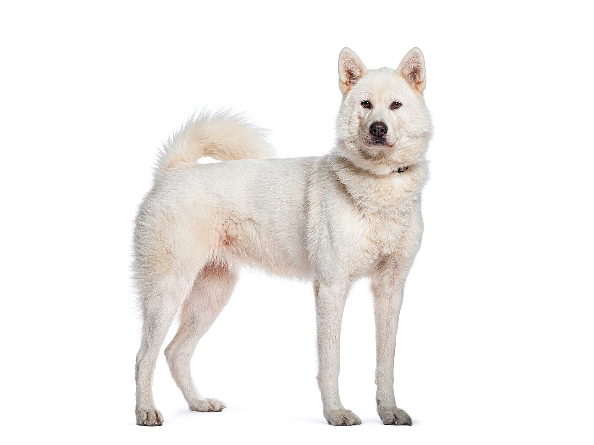 KISHU