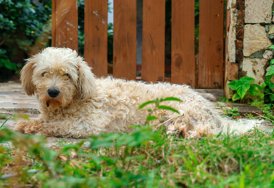 BRIQUET GRIFFON VENDÉEN