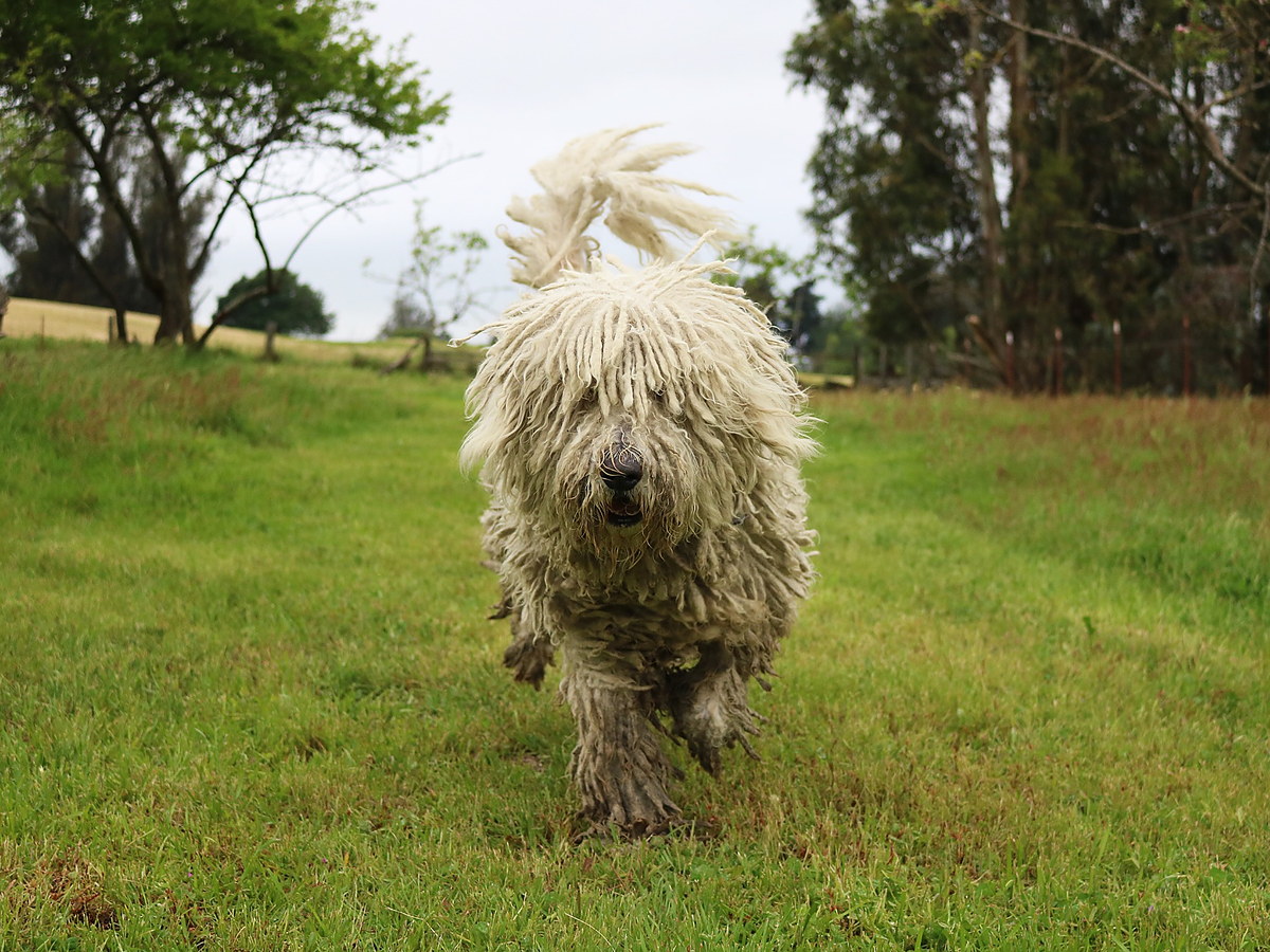 KOMONDOR