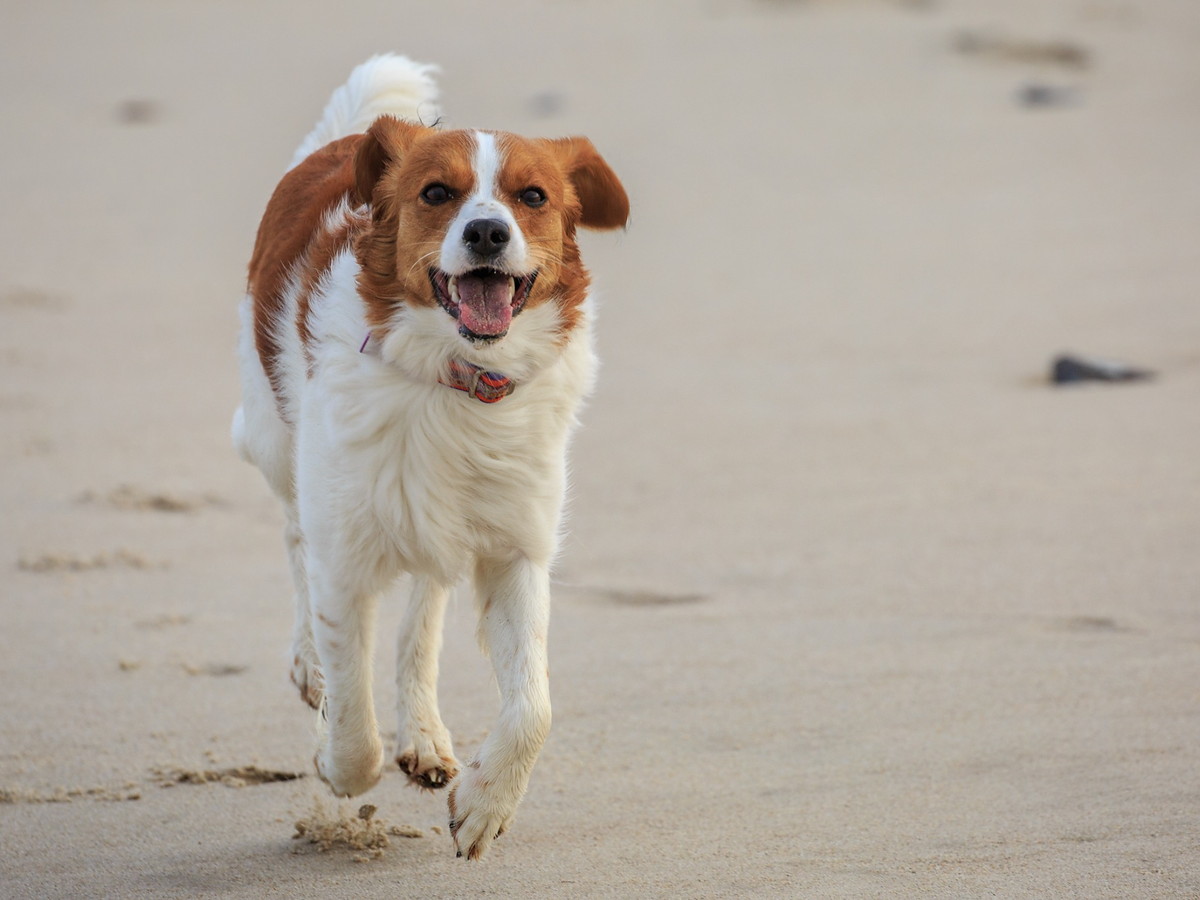 KOOIKERHONDJE
