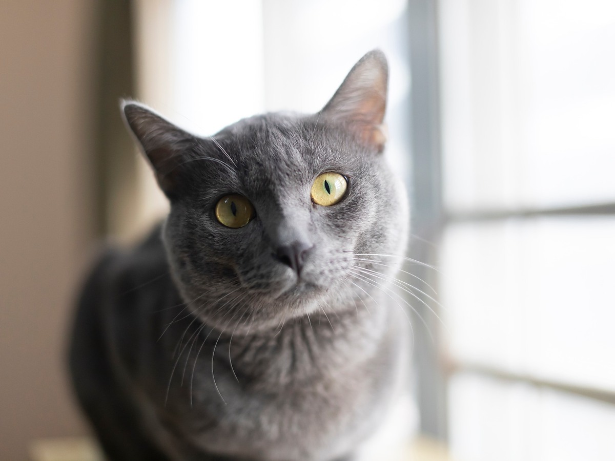 KORAT