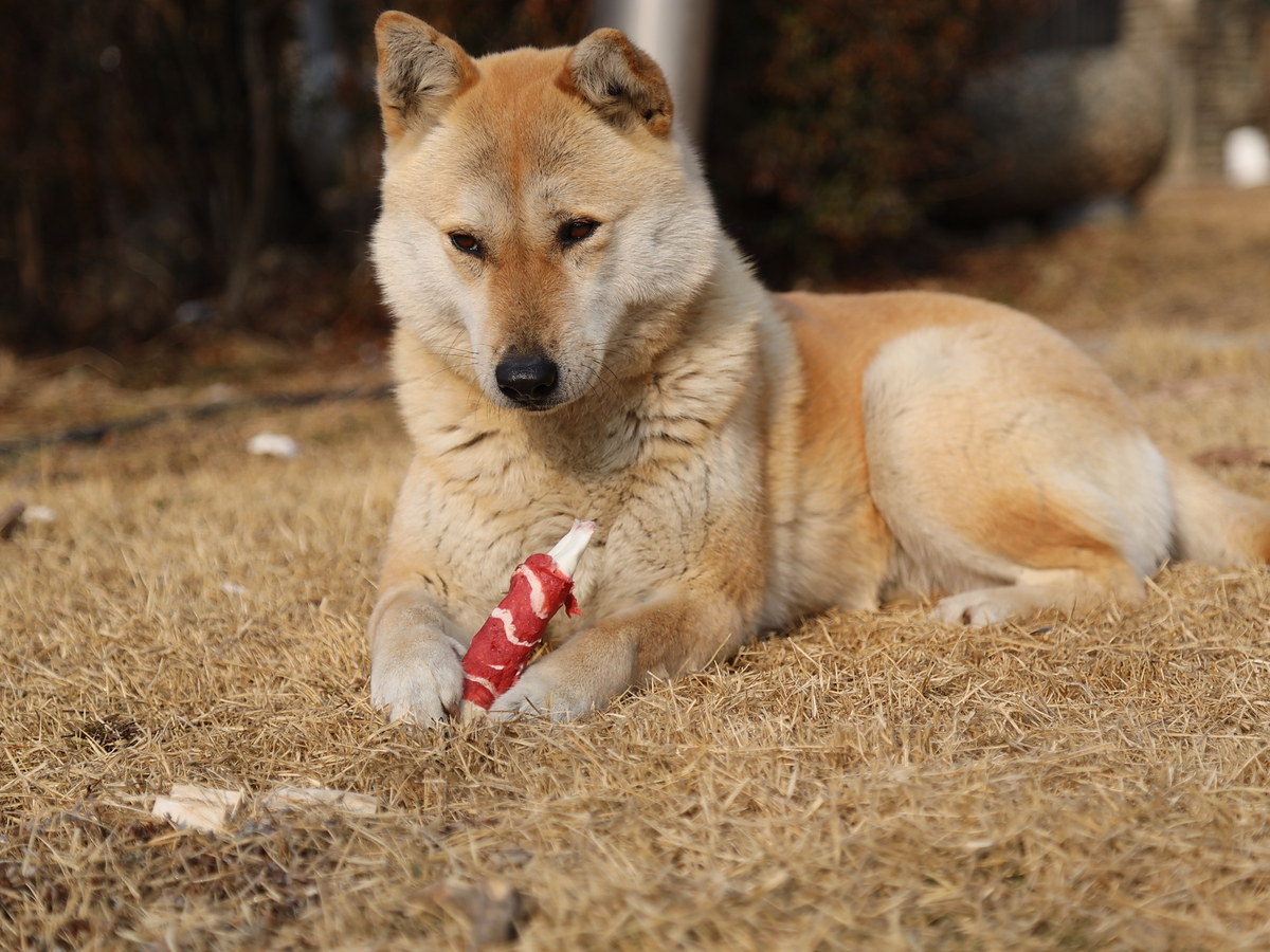 KÓREJSKÝ JINDO DOG