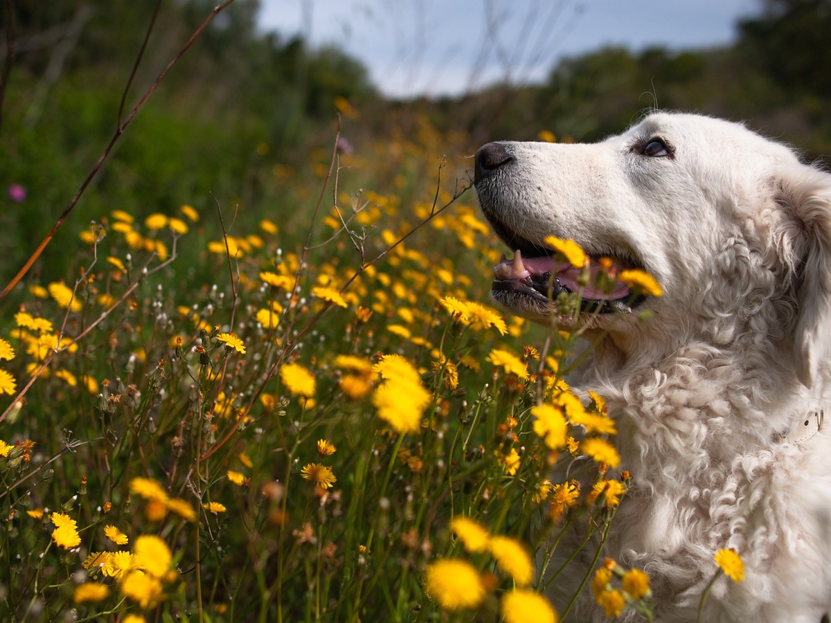 KUVASZ