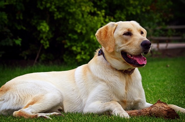 LABRADORSKÝ RETRIEVER